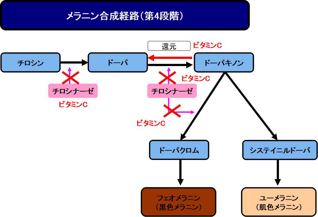 ビタミンCの働き