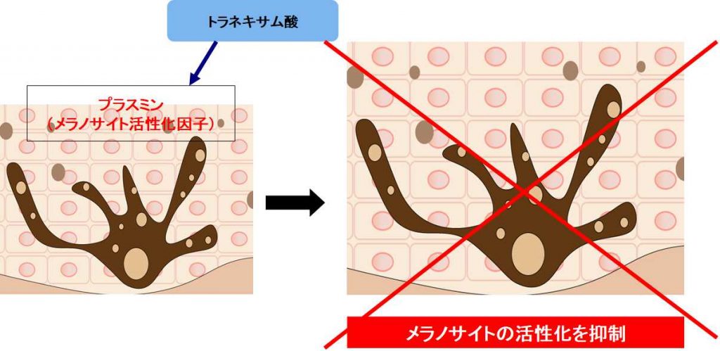 トラネキサム酸の働き