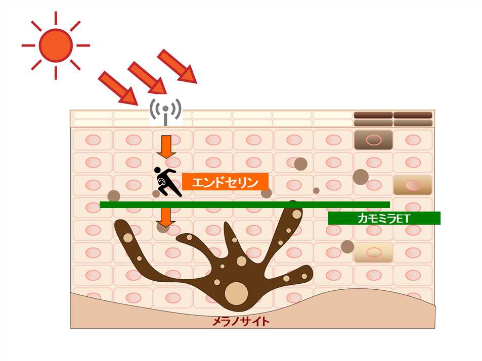 カモミラETの働き