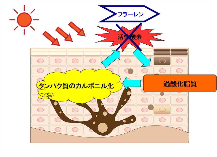 フラーレンの働き