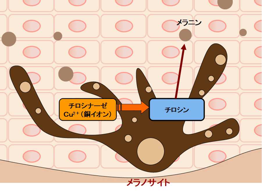 コウジ酸の美白作用