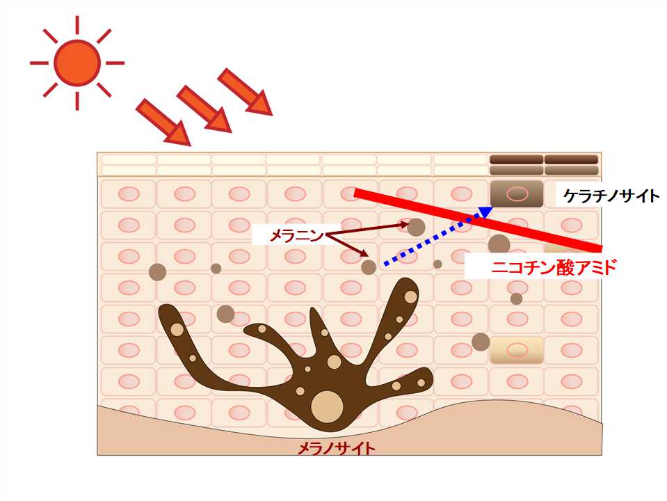 ナイアシンアミドの働き