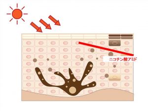 メラニン出荷をブロック