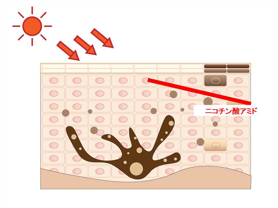 メラニン出荷をブロック