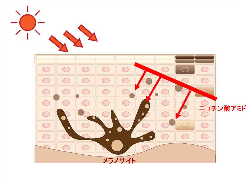 ナイアシンアミドの働き
