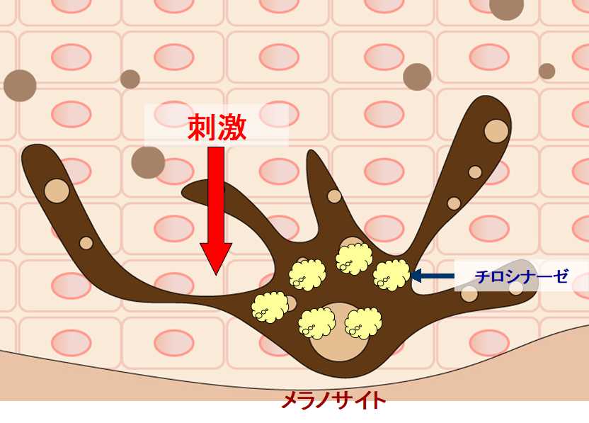 メラノサイトの働き