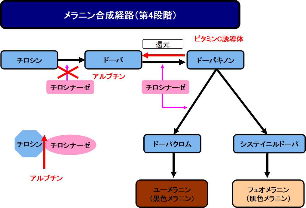 アルブチンのメラニン抑制作用