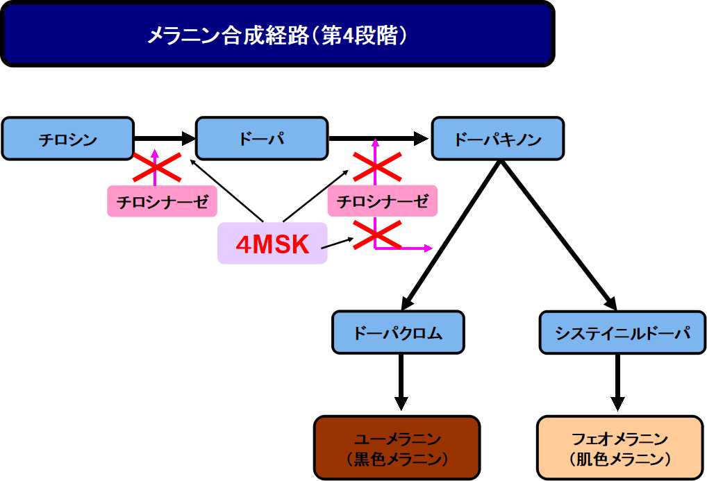 4MSKの働き