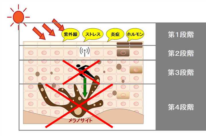 メラニン産生作用機序の違い