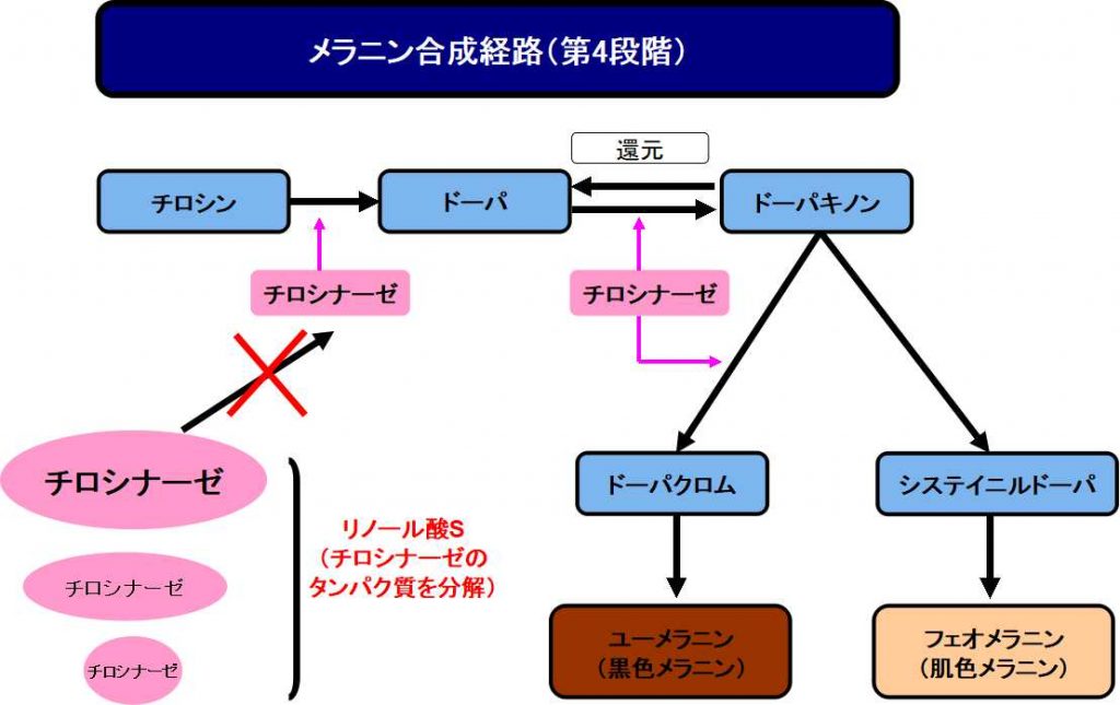 リノール酸Sの美白作用