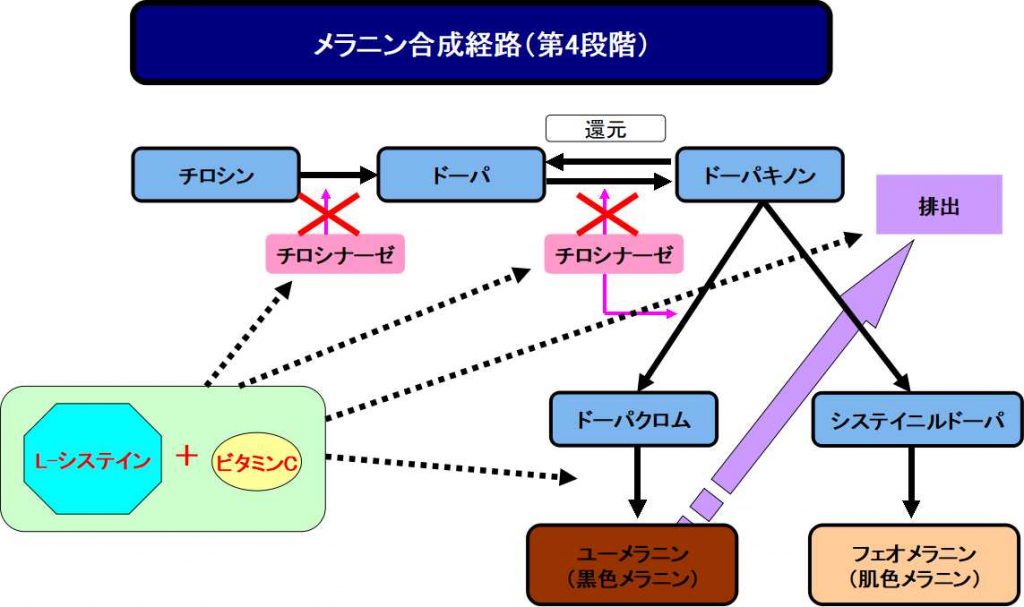 L-システインの働き