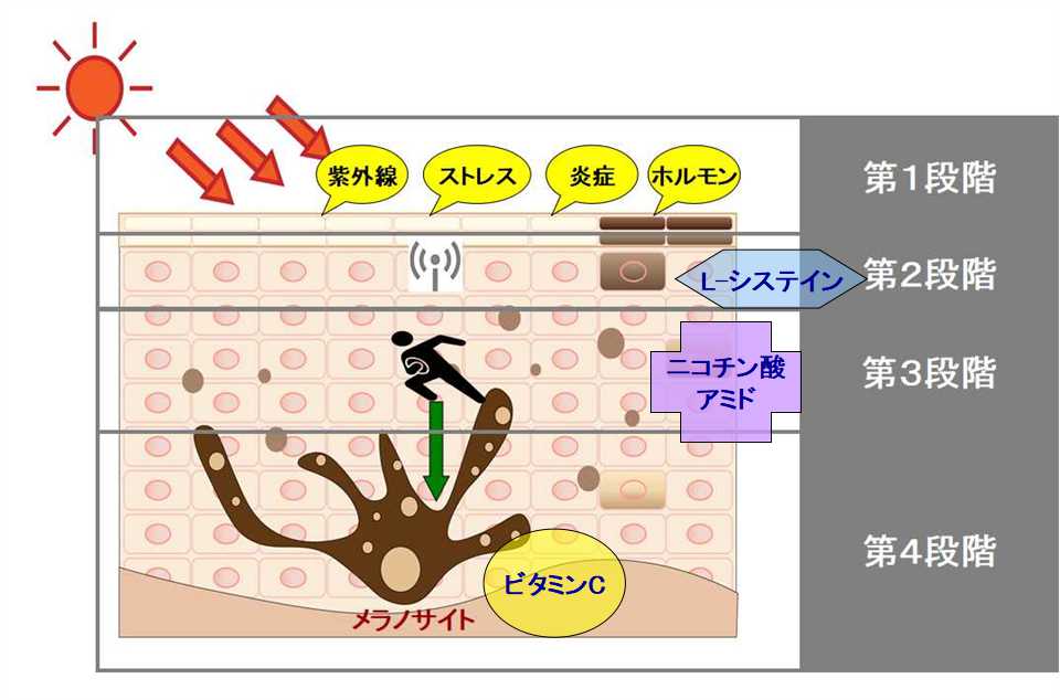 L-システイン製剤の働き