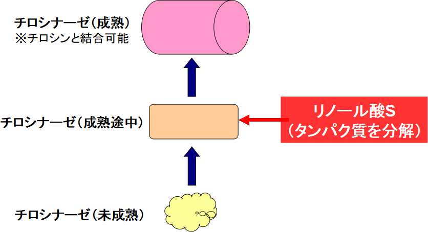 リノール酸のメラニン生成抑制