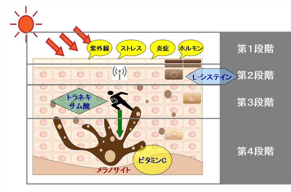トランシーノの働き