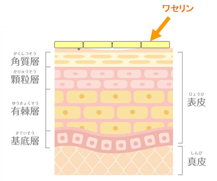 ワセリンの保湿作用
