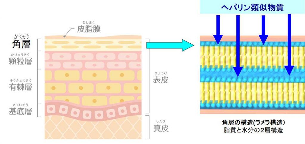 ヘパリン類似物質の保湿作用