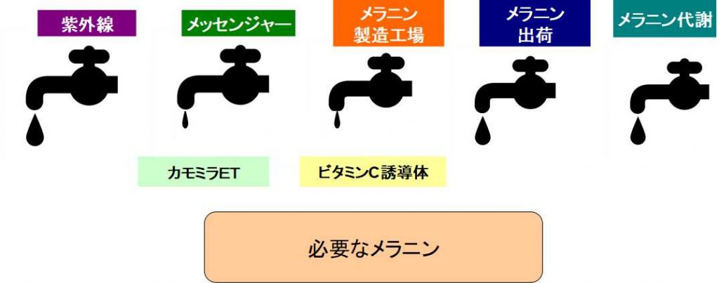 キュレルでメラニン生成工程をブロック
