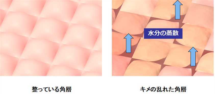 角層からの水分の蒸散