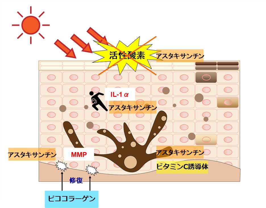 アスタリフトホワイトエッセンス　インフィルトの働き