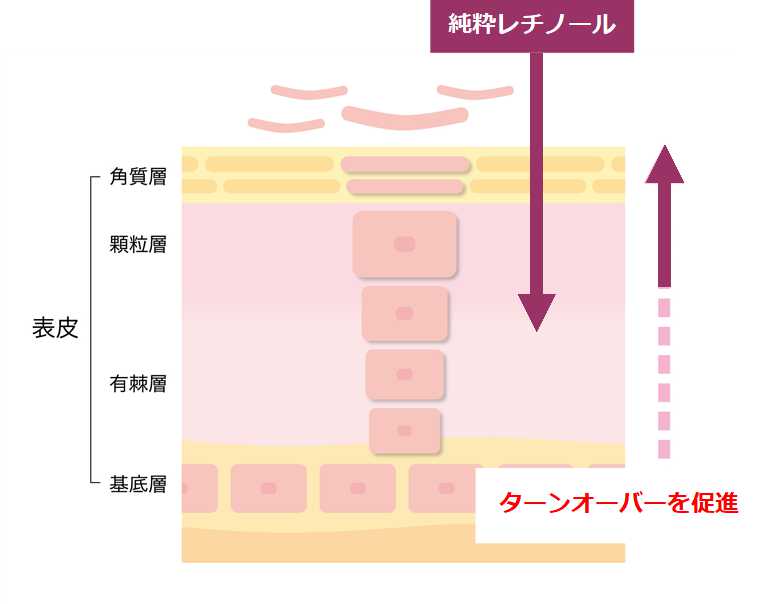 純粋レチノール（ターンオーバーの促進）