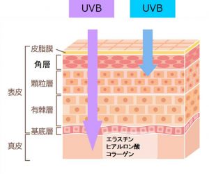 UVAとUVBの波長