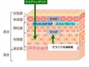 ナイアシンアミドの働き