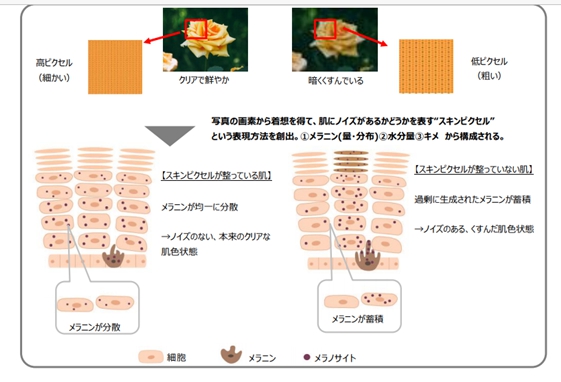 ホワイトクリアエッセンス作用機序