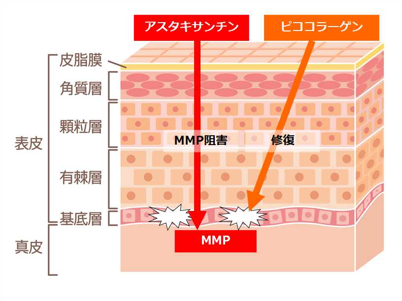 アスタキサンチンの働き