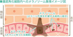 基底層のメラニン