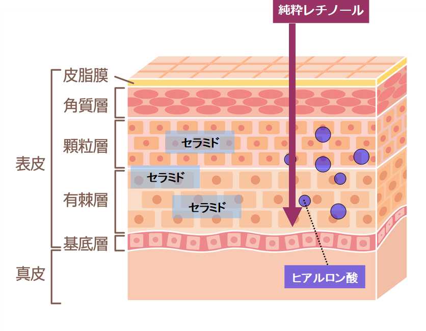 純粋レチノールの働き