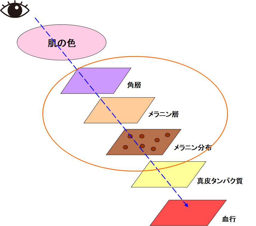 透明感のある肌の作り方