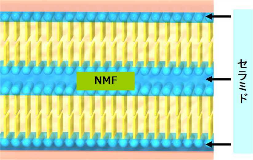 角層の成分セラミドとNFM