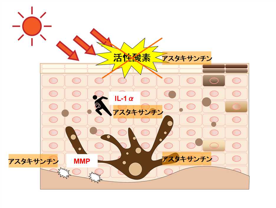 アスタキサンチンの働き