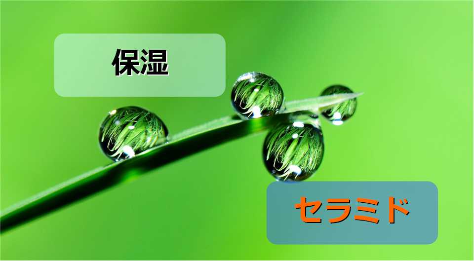 保湿とセラミド