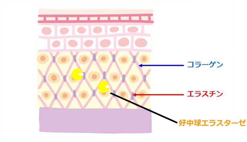 二―ルワンの働き