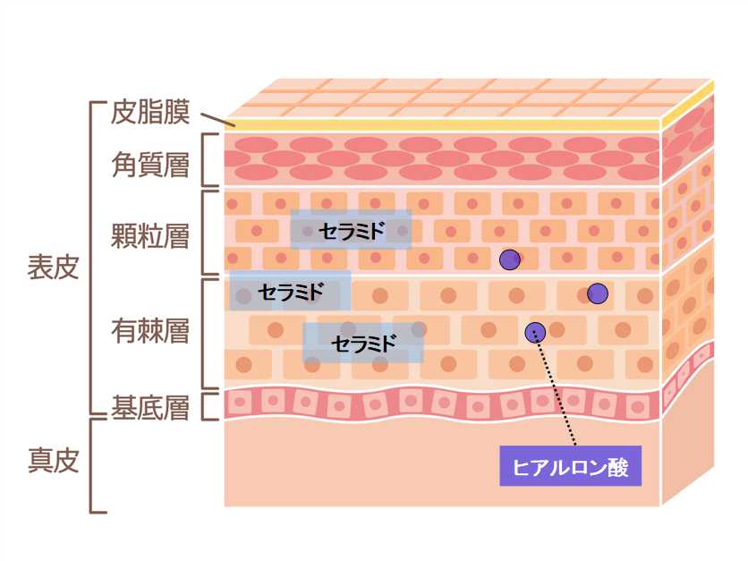 表皮の構成成分