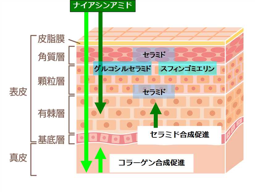 ナイアシンアミドの働き