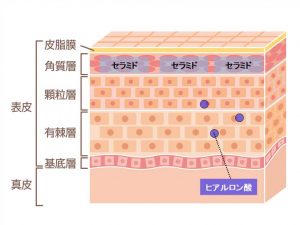 セラミドとヒアルロン酸の違い