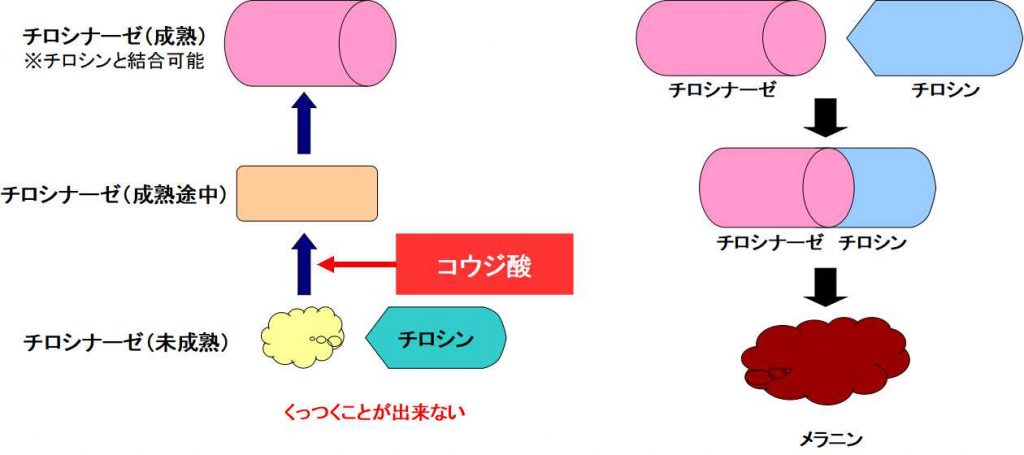 コウジ酸の働き