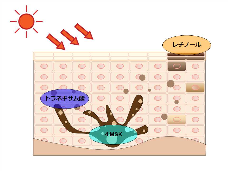 スポットクリアセラム WT作用点
