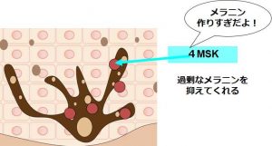 ４MSKの働き