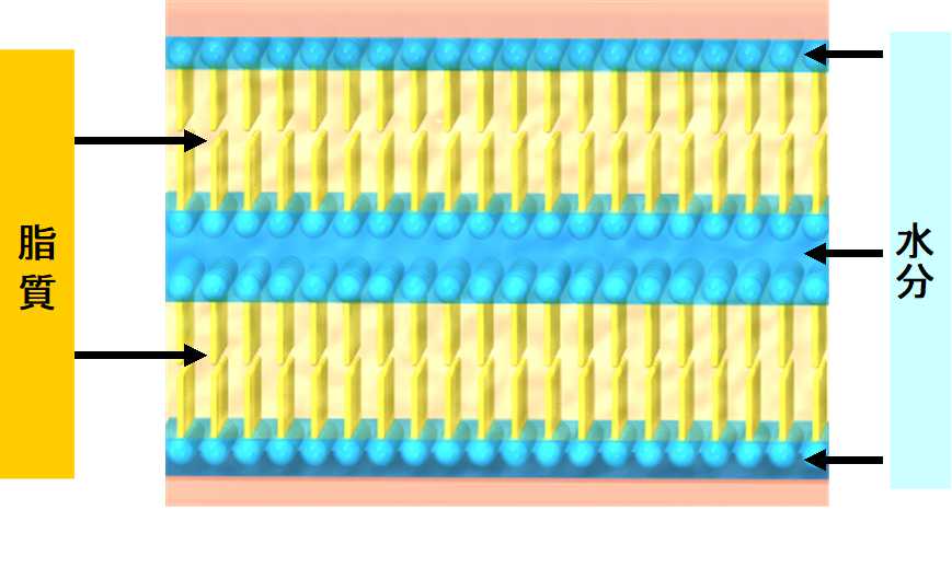 角層のミルフィーユ構造