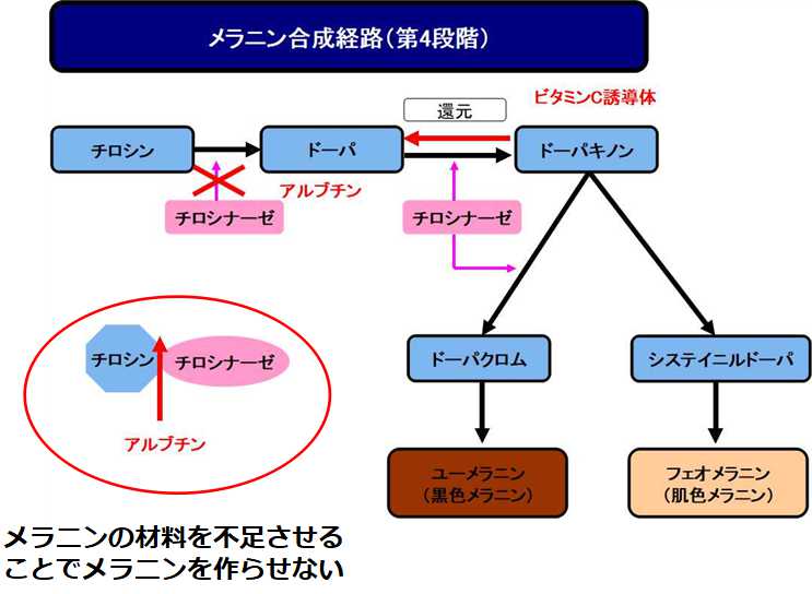アルブチンの働き