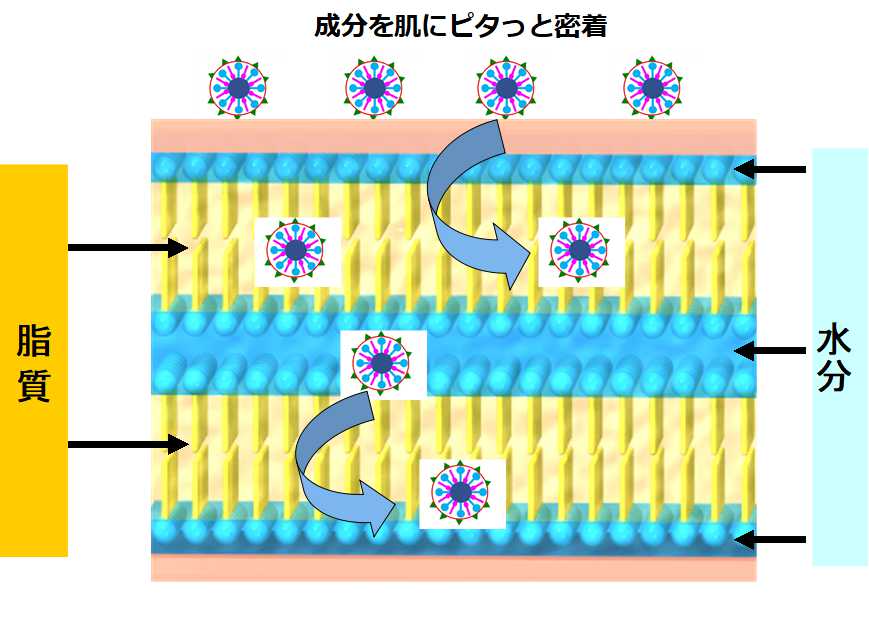 成分が角層を通り抜ける図解