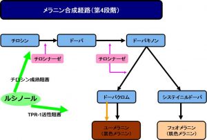 ルシノールの美白作用