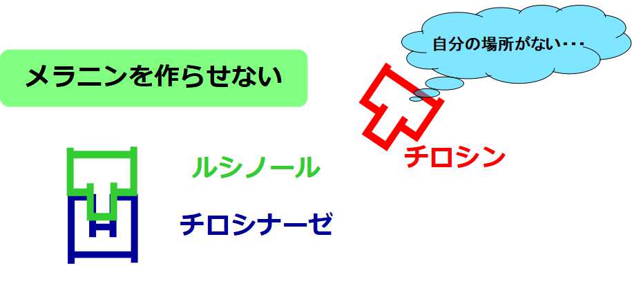 ルシノールのメラニンブロック機能