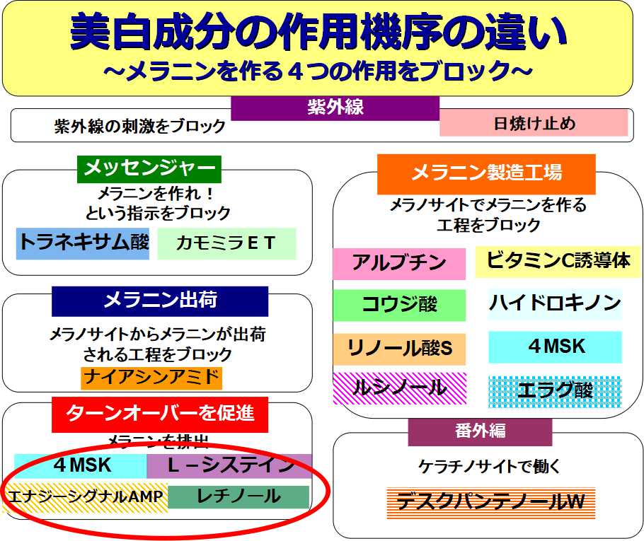 ターンオーバーを促す成分