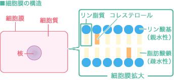 ポリクタニウムー５１