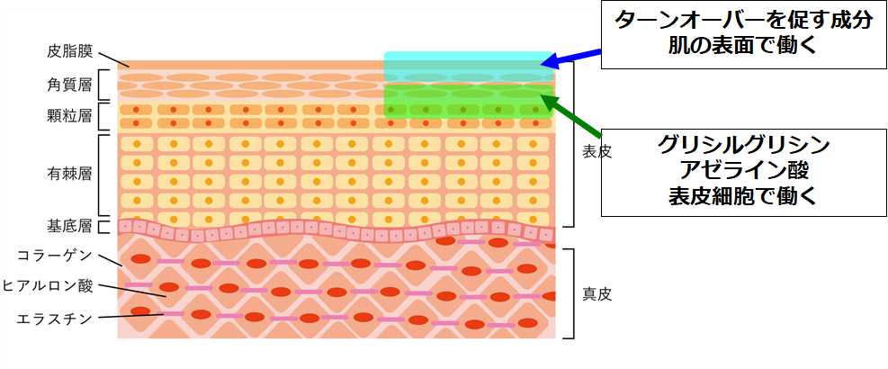 アゼライン酸の作用点