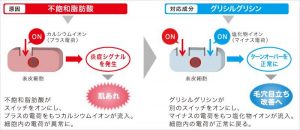 グリシルグリシンの働き